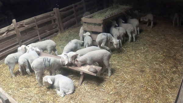 Комфортная овчарня для овец своими руками на частном подворье